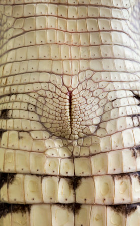 Cloaca of cub Nile crocodile Crocodylus niloticus, macro.の写真素材