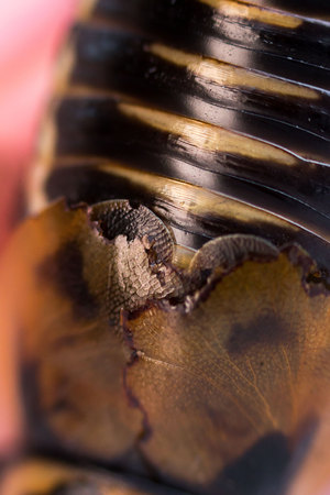 Cockroach little car Lucihormetica subcincta. Cockroach avtomobilchik Glow Spot Roach. On the back are small wings - elytra. Macroの写真素材