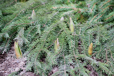 The young seedlings of hyacinths Hyacinthus in Gatchina Park crawl out of the ground after a long winter, during which they were covered with fir branches from the coldの写真素材