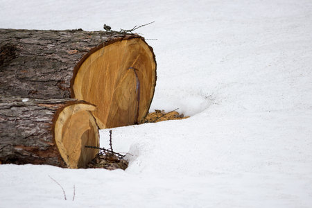 old larch sawn in Gatchina park in winterの写真素材