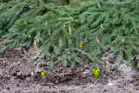 The young seedlings of hyacinths Hyacinthus in Gatchina Park crawl out of the ground after a long winter, during which they were covered with fir branches from the coldの写真素材