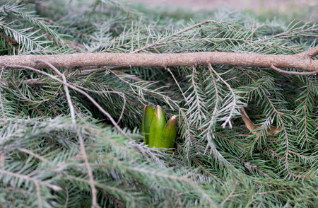 The young seedling of hyacinth Hyacinthus in Gatchina Park crawl out of the ground after a long winter, during which they were covered with fir branches from the coldの写真素材