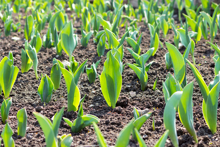 first spring shoots of young tulips on a flower bed near the monument in the city of Gatchina.の写真素材