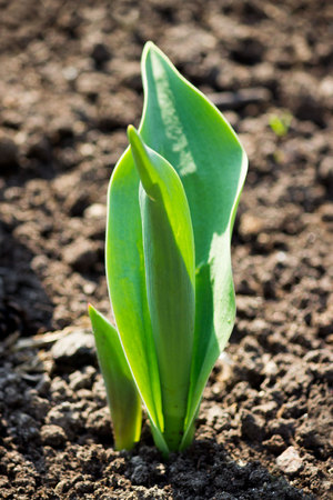 first spring shoots of young tulips on a flower bed near the monument in the city of Gatchina.の写真素材