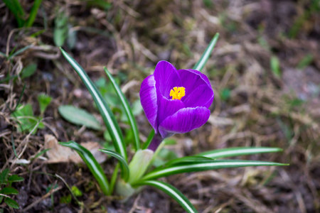 one violet crocus is a genus of flowering plants in the iris family in springの写真素材