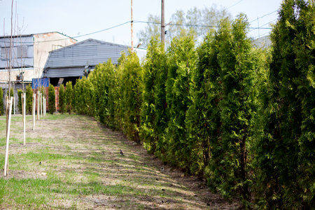 planted in a row of juniper trees trimmed with cones. Civil Registry Office, Gatchina town, Russiaの写真素材