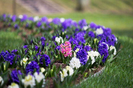 Group of purple, blue and white hyacinths of Hyacinthus flowers grows on flower bed in Gatchina...