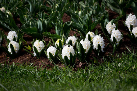 Group of white hyacinths of Hyacinthus flowers grows on flower bed in Gatchina park.の写真素材