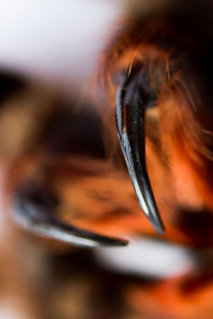 Spider tarantula Phormictopus auratus closeup. Photo dangerous spiders teeth with holes from which digestion fluid is injected into the sacrifice.の素材 [FY310124807413]