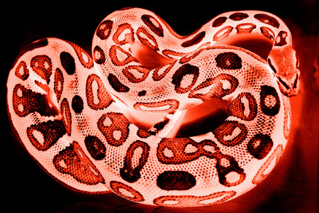 snake Royal Python, or Ball Python Python regius lies in a plastic box during a zoo exhibition for children. invert, computer processingの写真素材