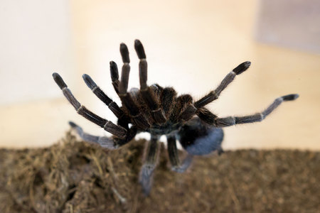 Spider tarantula Phormictopus auratus sitting in a plastic box. At the exhibition of exotic animals, contact zoo. reporting shootingの写真素材