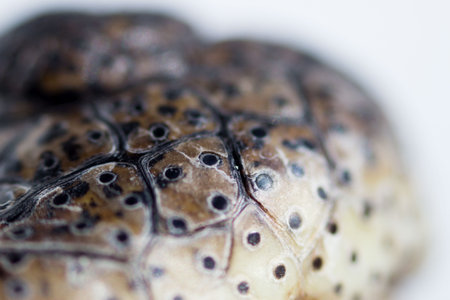 nose with nostrils cub Nile crocodile Crocodylus niloticus. skin texture with black specks. macro.