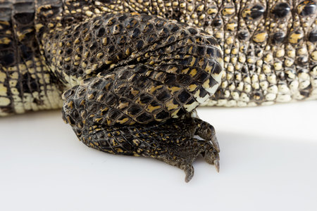 hind paw and claws cub Nile crocodile Crocodylus niloticus on a white background.の写真素材