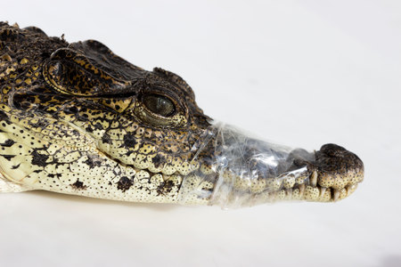 cub Nile crocodile Crocodylus niloticus. muzzle with teeth wrapped with tape for safety. rules for the transportation of exotic animals.の写真素材