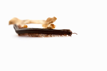 Kenyan millipede Telodeinopus aoutii feasting on fruits, class: Diplopoda is crawling around a...