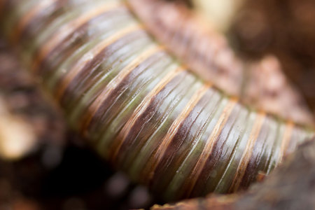 Kenyan millipede Telodeinopus aoutii feasting on fruits, class: Diplopoda is crawling on wooden sticks and coconut substrate. Macro. The back is olive greenの写真素材