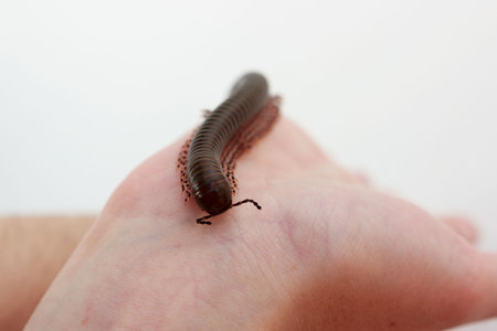 Kenyan millipede Telodeinopus aoutii feasting on fruits, class: Diplopoda is crawling on hands. It is poisonous. It gives off hydrocyanic acid, from which short-term redness remains on the skin. exotic animalの写真素材