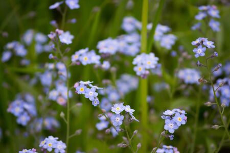 Wild flowers little blue forget-me-not flowers in Gatchina summer parkの写真素材