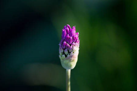 Purple flowers on a green background. Bud of decorative onion.の写真素材