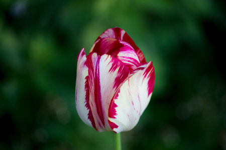 one blooming motley bright pink tulip with white veins on a flower bed