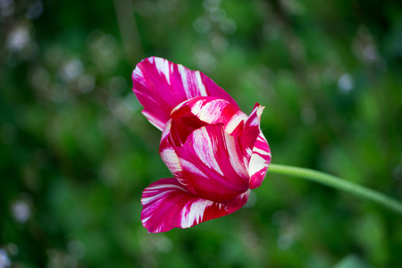 one blooming motley bright pink tulip with white veins on a flower bedの写真素材
