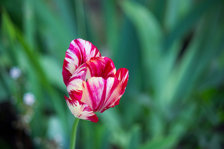 one blooming motley bright pink tulip with white veins on a flower bedの写真素材