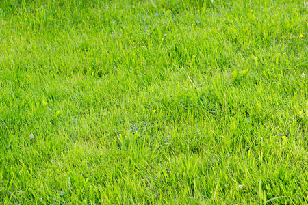 small yellow flower buttercup in the middle of a field of green grass after mowing the lawn. Gatchina, Russiaの写真素材