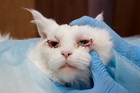 surgical correction of congenital twisting of the eyelids in a white Maine Coon cat. reportage shooting. The final of the operation.の写真素材
