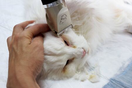surgical correction of congenital twisting of the eyelids in a white Maine Coon cat. reportage shooting. initial stage - preparation for surgery in veterinary clinicの写真素材