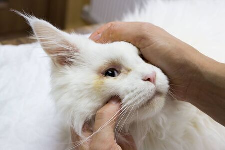 Inspection of a white young Maine Coon cat in front of surgical correction of congenital twisting of the eyelids. reportage shooting in veterinary clinic. purulent conjunctivitisの写真素材