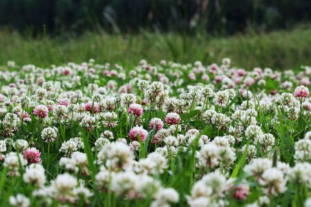 Trifolium repens and Trifolium pratense. A lawn densely overgrown with clover. grass shearing lawn mowersの写真素材