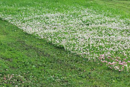 Trifolium repens and Trifolium pratense. A lawn densely overgrown with clover. grass shearing lawn mowersの写真素材