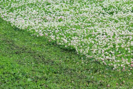 Trifolium repens and Trifolium pratense. A lawn densely overgrown with clover. grass shearing lawn mowersの写真素材