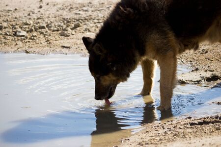 an old stray dog drinks water from a muddy puddle. cycle of parasites wormsの写真素材