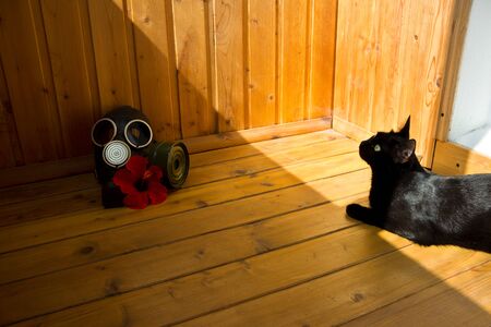 a gas mask, a black cat and a red flower hibiscus are lying on the wooden floor of the balcony. cosplayの写真素材