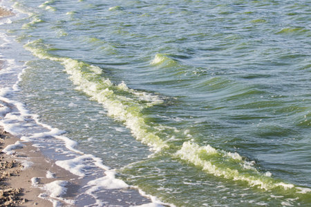 green water in the sea lagoon. the lagoon is a bay separated from the sea. the color of water is due...
