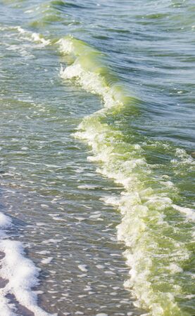 green water in the sea lagoon. the lagoon is a bay separated from the sea. the color of water is due to special microflora.の写真素材