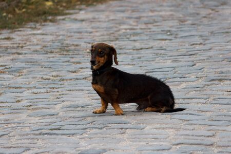 Dachshund dog is sitting on a village road. crossbreed with a cur.の写真素材