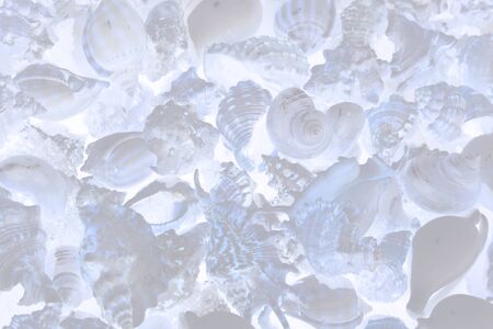 Seashells background. various empty shells of marine crustaceans in a tourist stall. computer processing. translucent filter.の写真素材