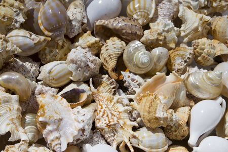 Seashells background. various empty shells of marine crustaceans in a tourist stallの写真素材