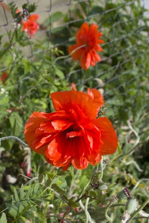 Big red poppy growing on the street in summer. Papaver. beautiful flower, the dream of drug addicts.の写真素材