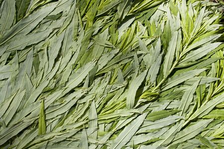 Ivan-tea plant flattened into texture. grass picking time. litter for a tent in the forest. Chamaenerion angustifolium, Epilobium angustifoliumの写真素材