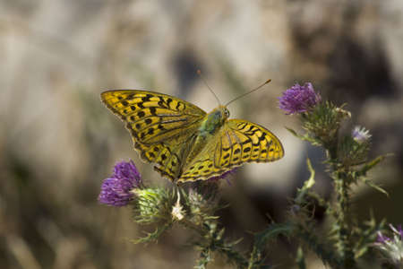 yellow spotted butterfly sits on a purple flower. south of Russia, summerの写真素材