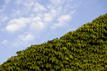 ivy covers the roof with a solid carpet against the blue sky. South of Russia, summerの写真素材