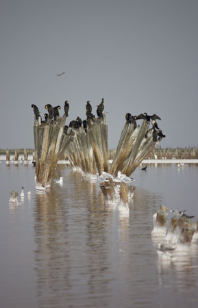 pink salt lake are former place for salt mining and birds. therapeutic diet. wooden beams - the remains of the road for the trolleys on which the salt was transportedの写真素材
