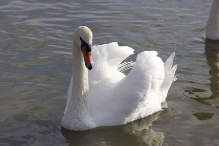 One white swan on the swan lake. The graceful bird swam to the shore for feeding.の写真素材