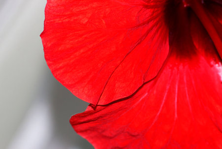 Macro of red hibiscus rosa-sinensis petals. red hibiscus petals close up. Tea from red petals.の写真素材