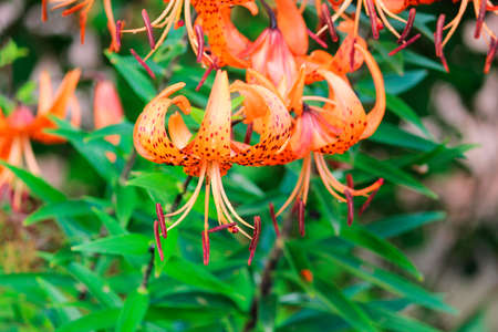 Beautiful tiger lily on a green background.の写真素材