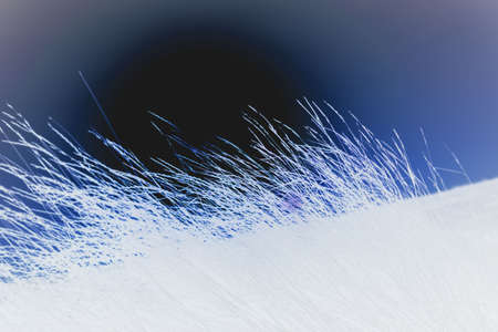 grass against the setting sun. profile of many stems. inversion computer processing: blue and white color.の写真素材