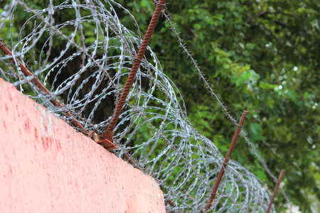 Barbed wire on a pink fence and green foliage. Freedom and independence concept. Nature is under arrestの写真素材